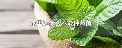 ​家里为什么不能种薄荷