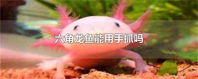 ​六角龙鱼能用手抓吗