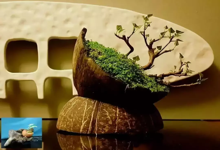 椰子壳可以做什么（椰壳的有效作用文章分享）