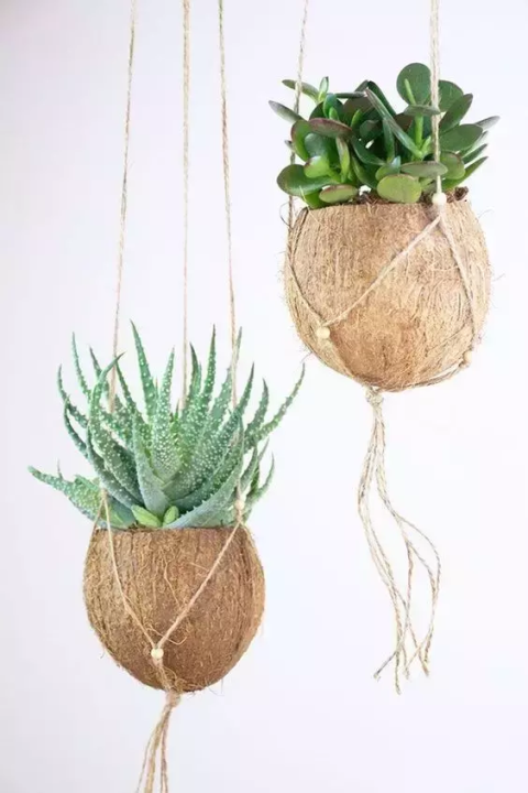 椰子壳可以做什么（椰壳的有效作用文章分享）