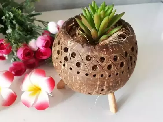 椰子壳可以做什么（椰壳的有效作用文章分享）