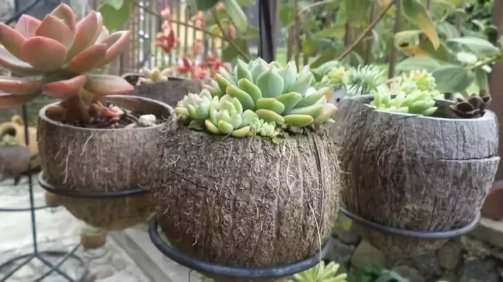 椰子壳可以做什么（椰壳的有效作用文章分享）