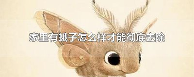 ​家里有蛾子怎么样才能彻底去除