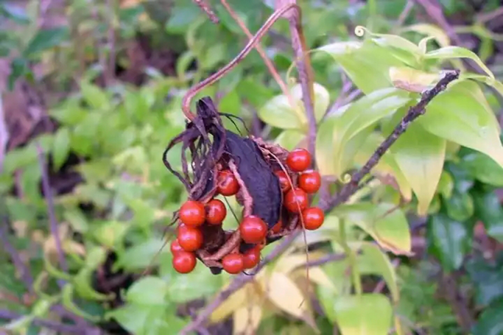 嘉兰百合什么时候种（分享嘉兰百合的黄金种植时间）
