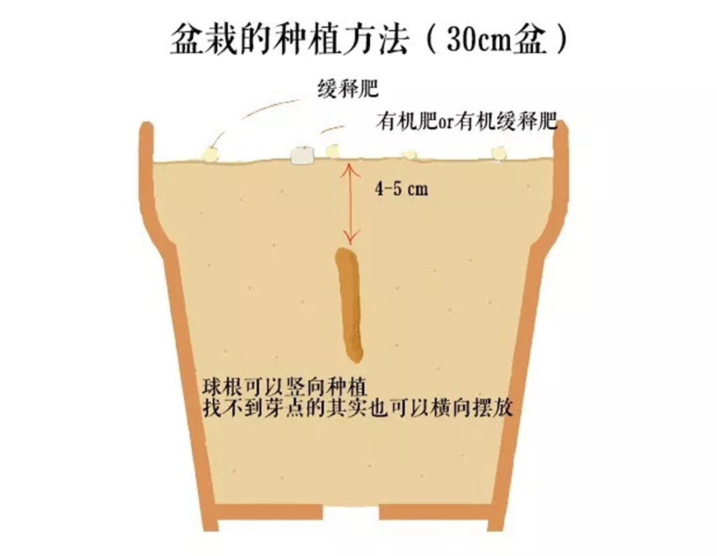 嘉兰百合什么时候种（分享嘉兰百合的黄金种植时间）