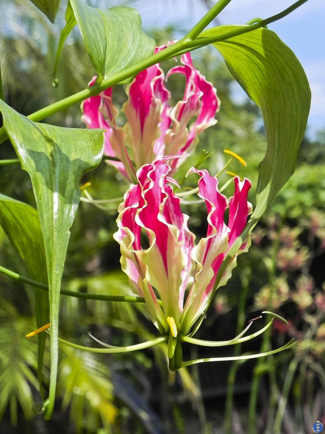 嘉兰百合什么时候种（分享嘉兰百合的黄金种植时间）