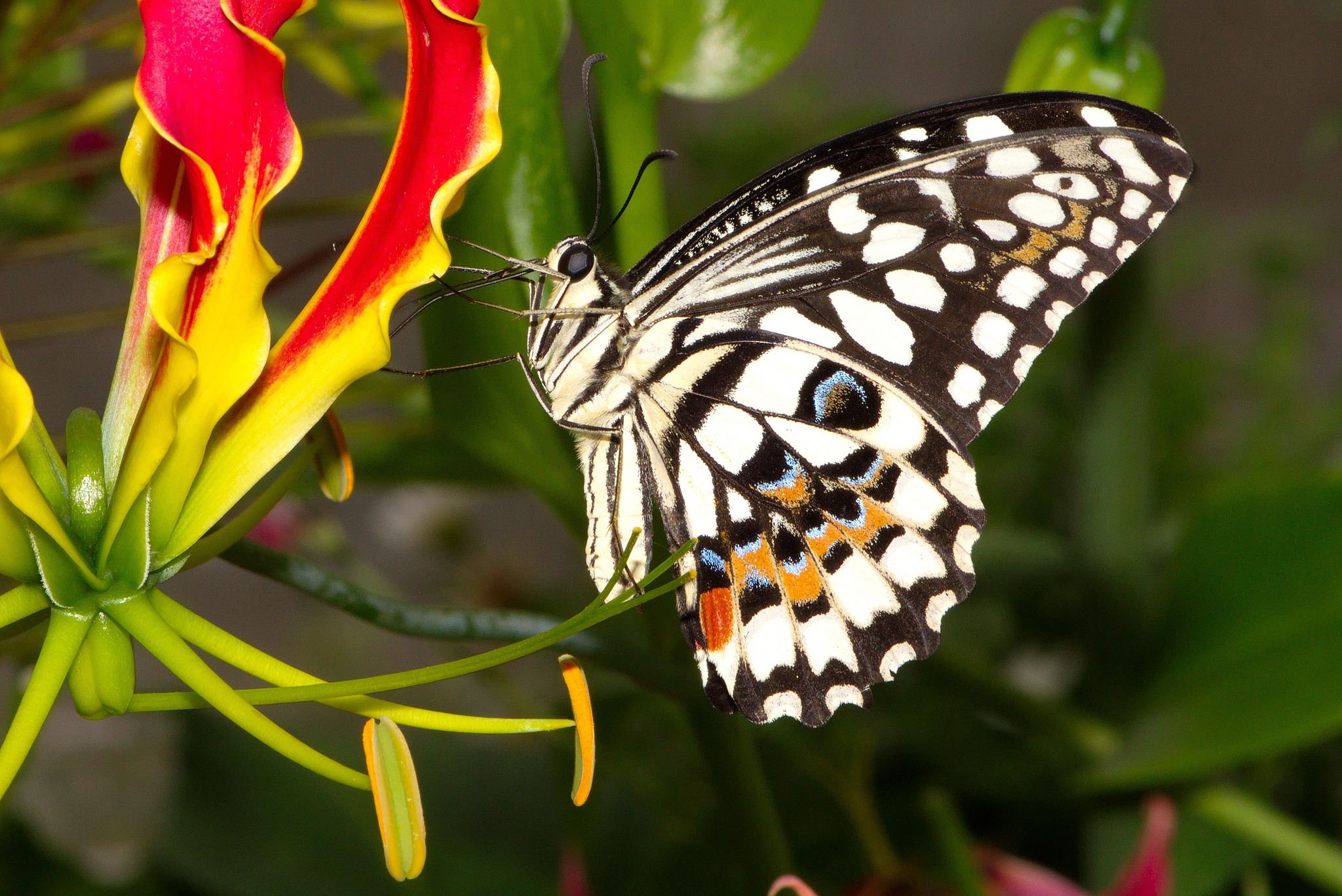 嘉兰百合什么时候种（分享嘉兰百合的黄金种植时间）