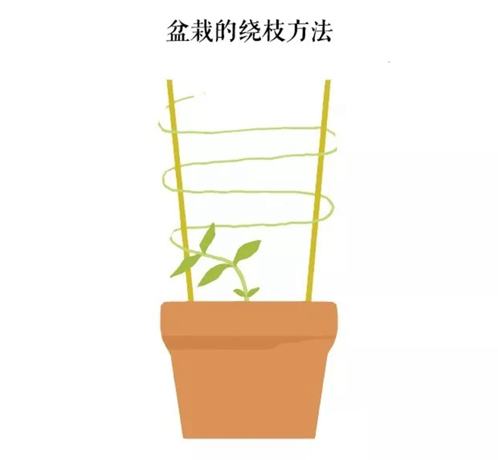 嘉兰百合什么时候种（分享嘉兰百合的黄金种植时间）