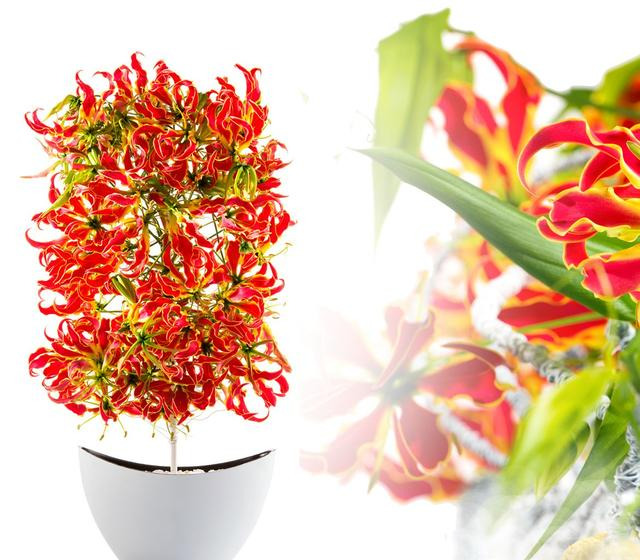 嘉兰百合什么时候种（分享嘉兰百合的黄金种植时间）