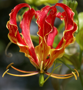 ​嘉兰百合什么时候种（分享嘉兰百合的黄金种植时间）