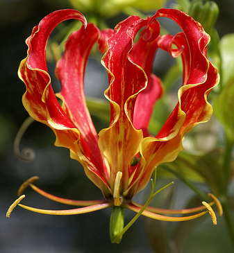 嘉兰百合什么时候种（分享嘉兰百合的黄金种植时间）