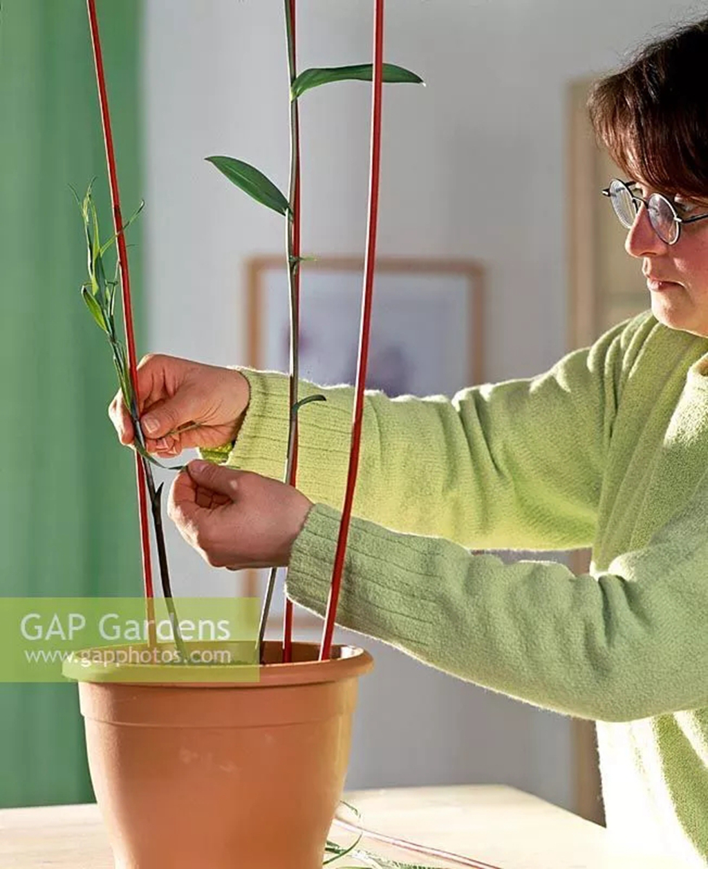 嘉兰百合什么时候种（分享嘉兰百合的黄金种植时间）