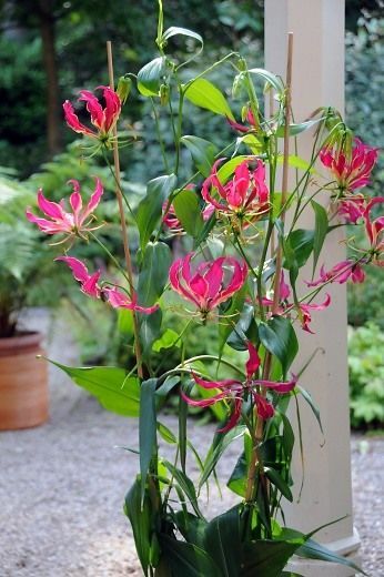 嘉兰百合什么时候种（分享嘉兰百合的黄金种植时间）