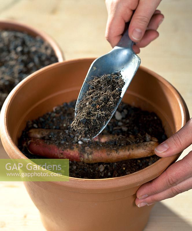 嘉兰百合什么时候种（分享嘉兰百合的黄金种植时间）