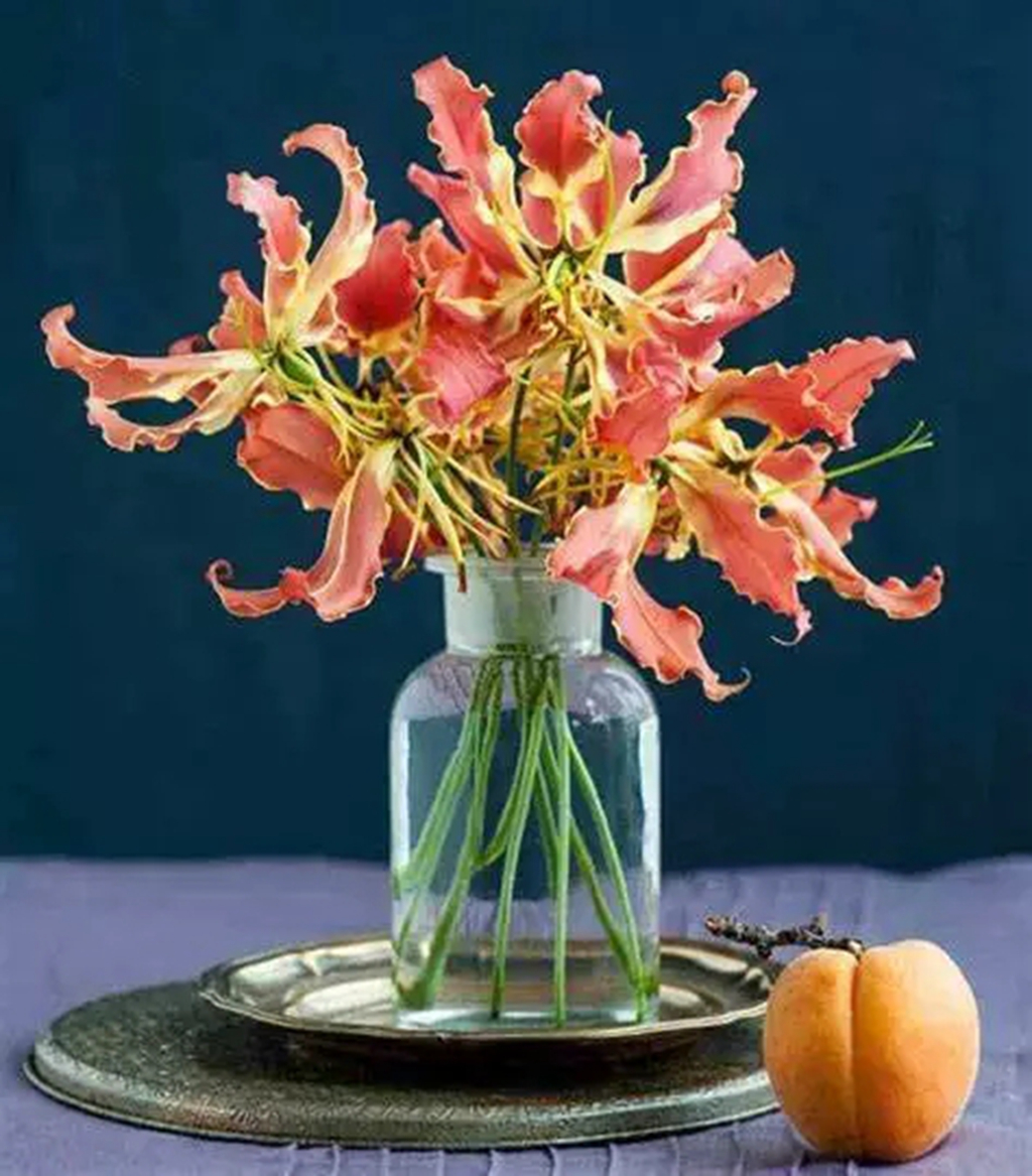 嘉兰百合什么时候种（分享嘉兰百合的黄金种植时间）