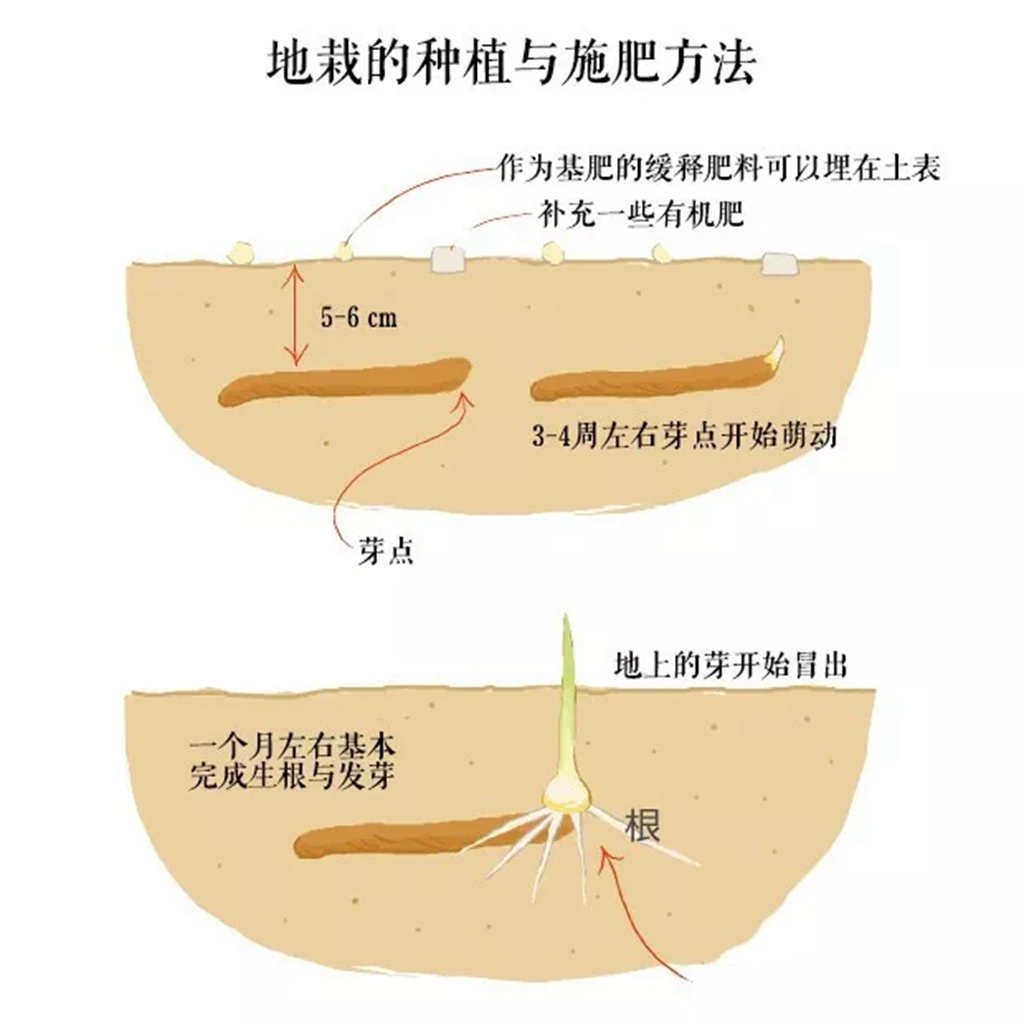 嘉兰百合什么时候种（分享嘉兰百合的黄金种植时间）