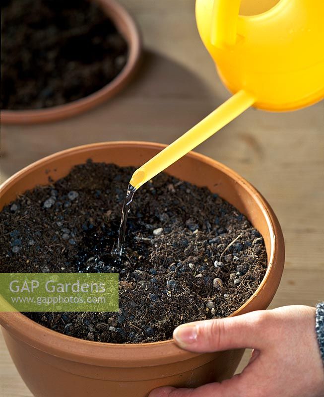 嘉兰百合什么时候种（分享嘉兰百合的黄金种植时间）