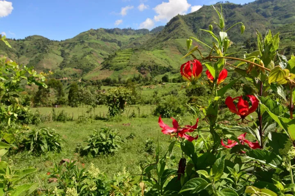 嘉兰百合什么时候种（分享嘉兰百合的黄金种植时间）