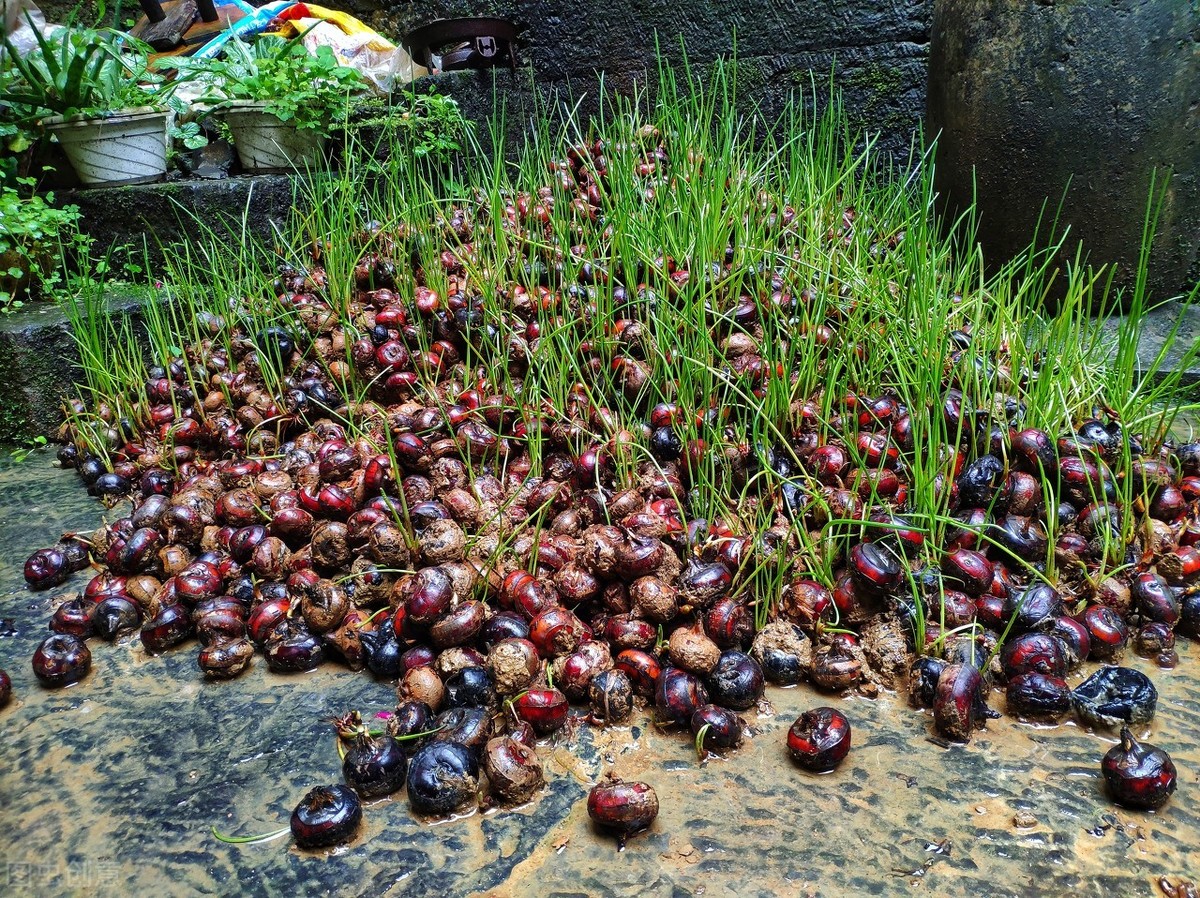 马蹄种植技术有哪些（荸荠的栽培技术及定植方法）