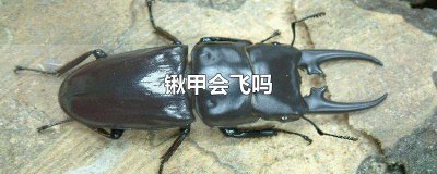 ​锹甲会飞吗