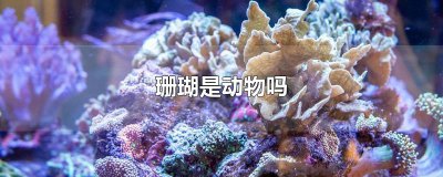 ​珊瑚是动物吗