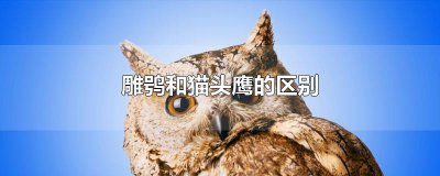 ​雕鸮和猫头鹰的区别