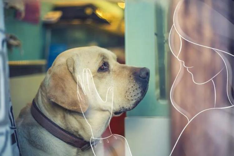 蜥蜴刺猬水獭等网红宠物会传染狂犬病吗|世界狂犬病日