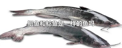 ​鮰鱼和鲶鱼是一样的鱼吗