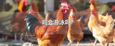 ​鸡会游泳吗?