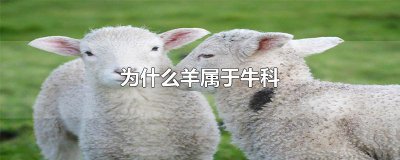 ​为什么羊属于牛科