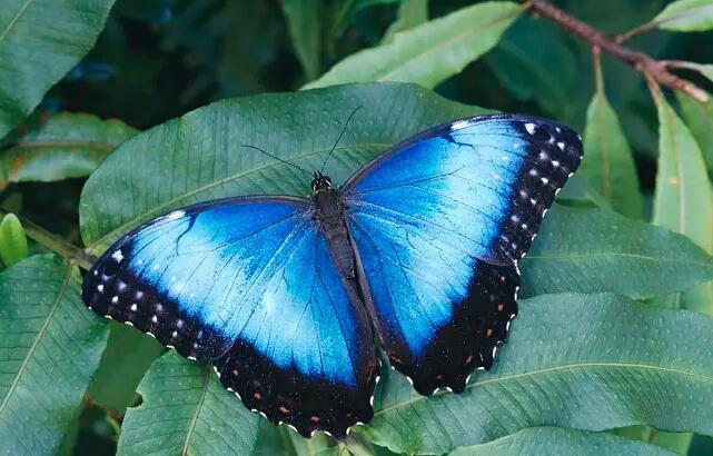 大自然中最美丽的十种蝴蝶（最好看的蝴蝶排行榜）(1)_