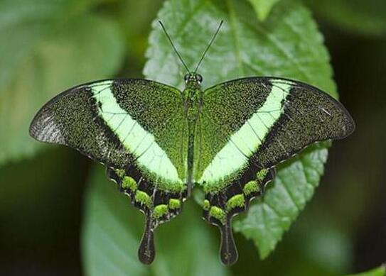 大自然中最美丽的十种蝴蝶（最好看的蝴蝶排行榜）(5)_