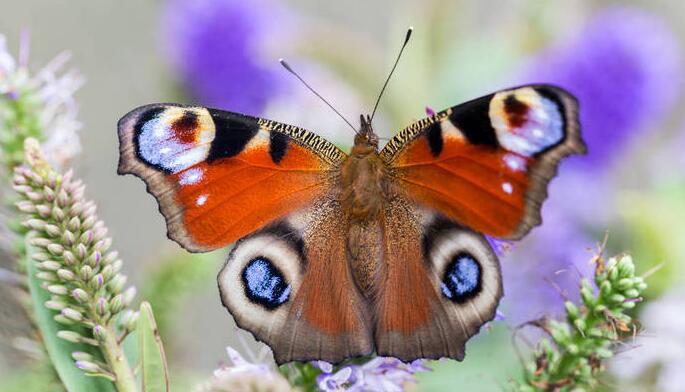 大自然中最美丽的十种蝴蝶（最好看的蝴蝶排行榜）(2)_
