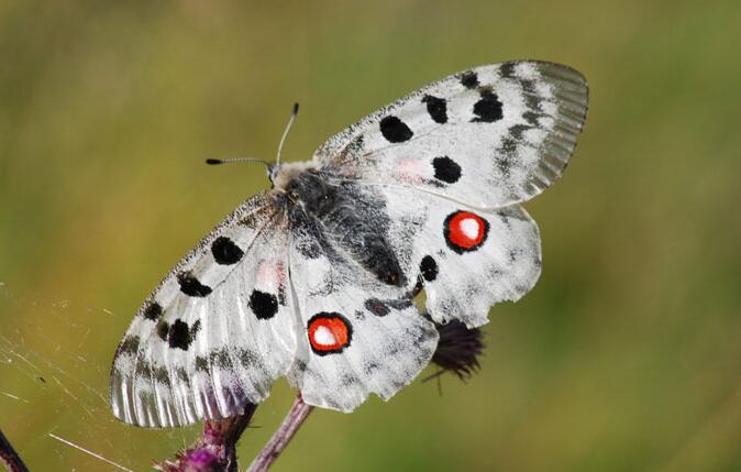 大自然中最美丽的十种蝴蝶（最好看的蝴蝶排行榜）(4)_