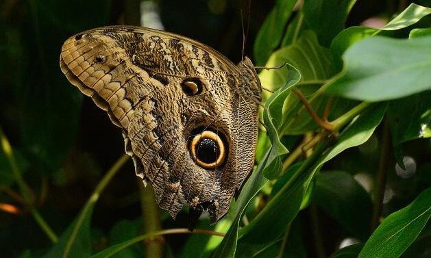 大自然中最美丽的十种蝴蝶（最好看的蝴蝶排行榜）(3)_