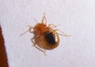 ​怎样防治木虱(柑橘木虱防治新方法)