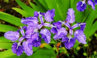 ​男人会忘不了曾经暗恋的女孩吗