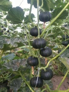 ​贝贝南瓜露地怎么种植（贝贝南瓜的正确养殖方法）