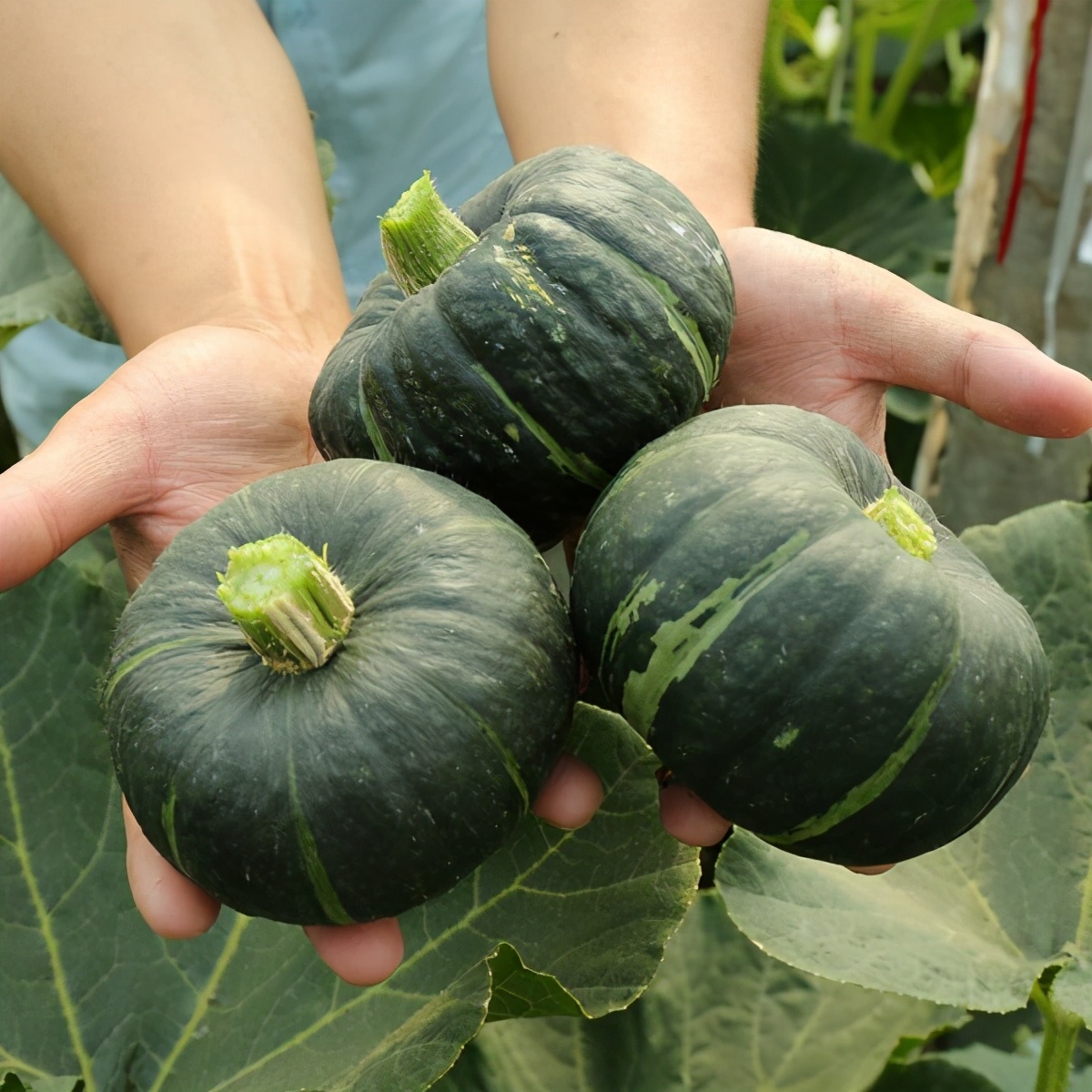 贝贝南瓜露地怎么种植（贝贝南瓜的正确养殖方法）