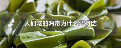 ​人们吃的海带为什么要打结