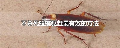 ​不杀死蟑螂驱赶最有效的方法