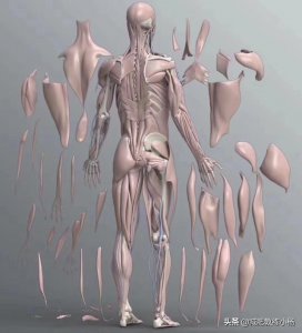 ​怎么快速减掉脂肪(如何减掉脂肪最快方法)