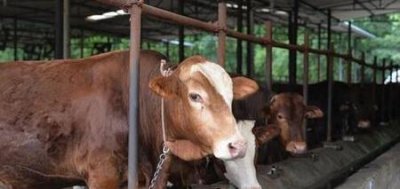 ​有没有养殖肉牛你投我养殖(育肥牛料肉比大概多少)