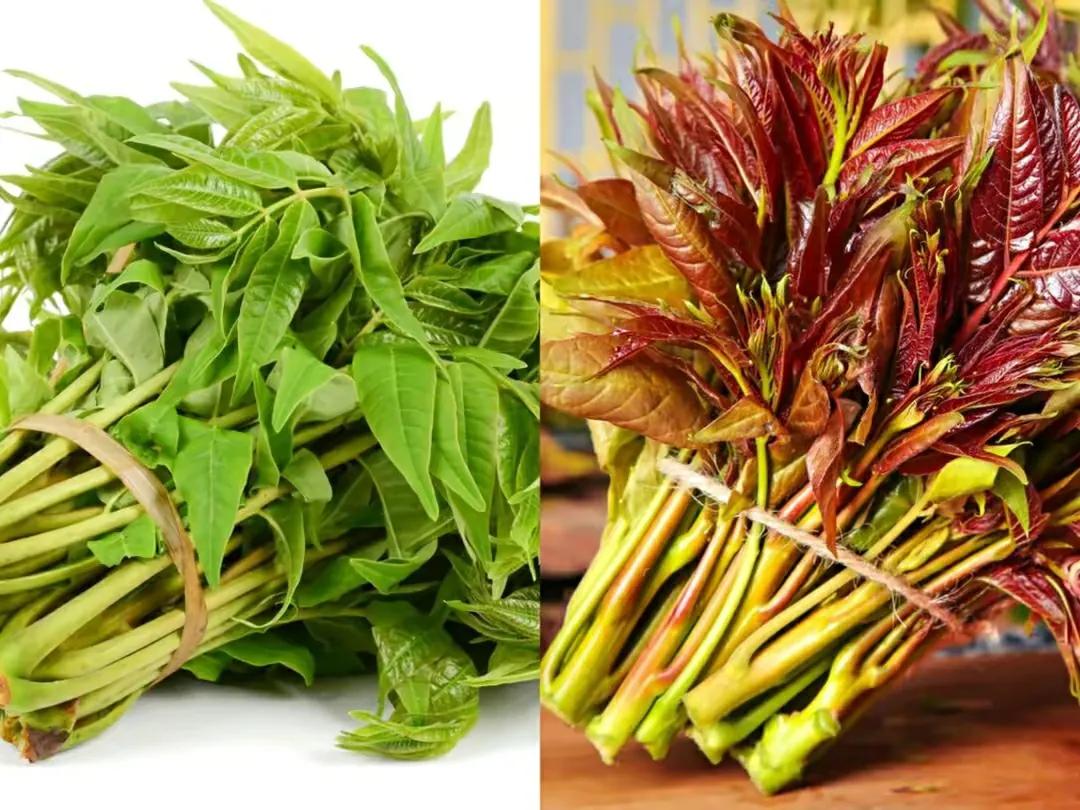 春季吃香椿“忌讳”多，牢记：1不吃、2不放、3不要，不懂别乱吃