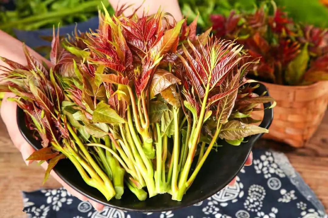 春季吃香椿“忌讳”多，牢记：1不吃、2不放、3不要，不懂别乱吃