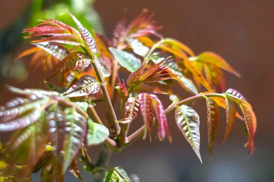 春季吃香椿“忌讳”多，牢记：1不吃、2不放、3不要，不懂别乱吃