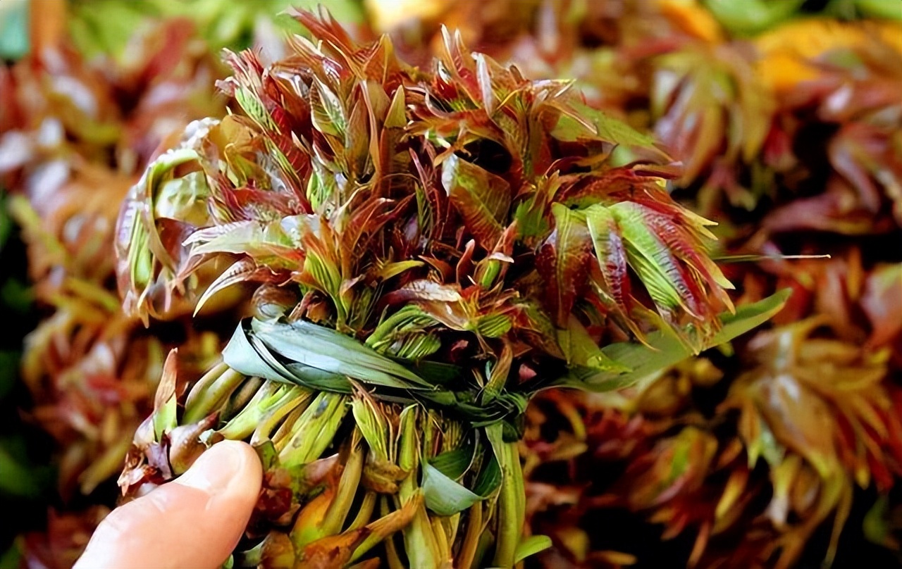 春季吃香椿“忌讳”多，牢记：1不吃、2不放、3不要，不懂别乱吃