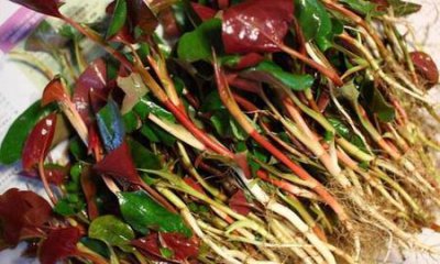 ​鱼腥草都有什么功效和作用(鱼腥草泡水功效与作用及禁忌)