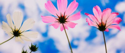 ​广州为什么叫花都