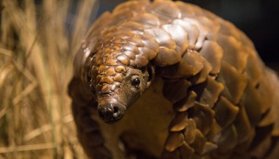 ​穿山甲属于哺乳动物